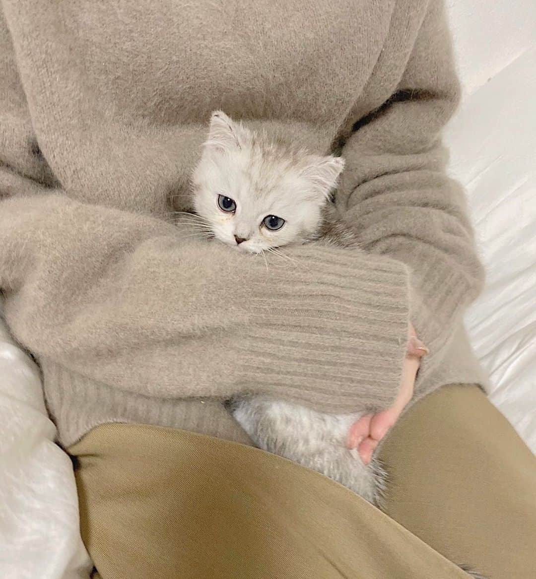 のインスタグラム：「ㅤㅤㅤㅤㅤㅤㅤㅤㅤㅤㅤㅤㅤ 新しい家族のピケさんです🍼❤︎ ㅤㅤㅤㅤㅤㅤㅤㅤㅤㅤㅤㅤㅤ 10/18うまれの女の子です〜〜 よろしくお願いします🐾」