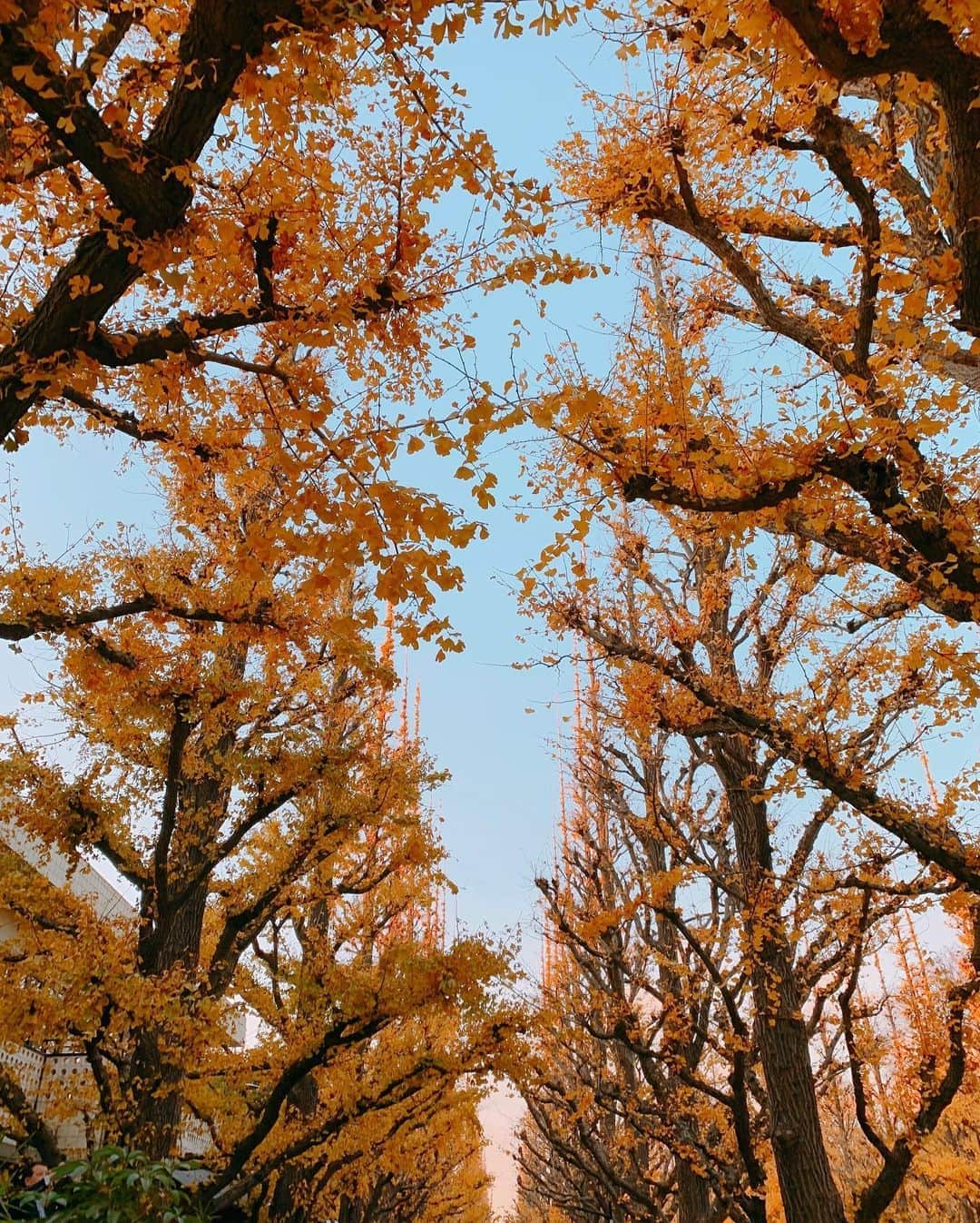 上野瞳さんのインスタグラム写真 - (上野瞳Instagram)「🍂🍁﻿ ﻿ ﻿ ずっと行きたかった銀杏並木間に合った😢﻿ 1人で徐に写真撮っていて案の定苦戦していたら﻿ 外国人の方が英語で「写真撮りましょうか？」って﻿ 声かけてくれて。昔もこういう事あったんだけど﻿ そのときはせっかくのお心遣いを断っちゃって﻿ 後悔したから今回は全力でお願いした←﻿ ﻿ ﻿ そしたらこんなにセンス良く撮って下さって感激😭﻿ この日少し落ち込んでいたんだけどこの人のお陰で﻿ 感謝してもしきれないくらい良い1日になった🙏﻿ もし旅行で来ている観光客の方なら日本で﻿ 素敵な思い出沢山作って帰って欲しいな〜﻿ 外国の方って本当にフレンドリーで大好きだ🥰💕﻿ この場を借りてありがとうございました〜❣️﻿ ﻿ ﻿ ﻿ #いちょう #いちょう並木 #銀杏 #銀杏並木 #秋﻿ #紅葉 #青山 #青山一丁目 #港区 #東京 #観光 #観光地﻿ #Autumn #aoyama #aoyamaitchome #japan﻿ #minatoku #tokyo #iPhone #iPhonephotograph  #travelphotograph﻿ #japanesegirl #girl #Autumnoutfits #outer #coat﻿ #yellow #white #ginkgo #thanks」12月14日 12時04分 - hitomi.8