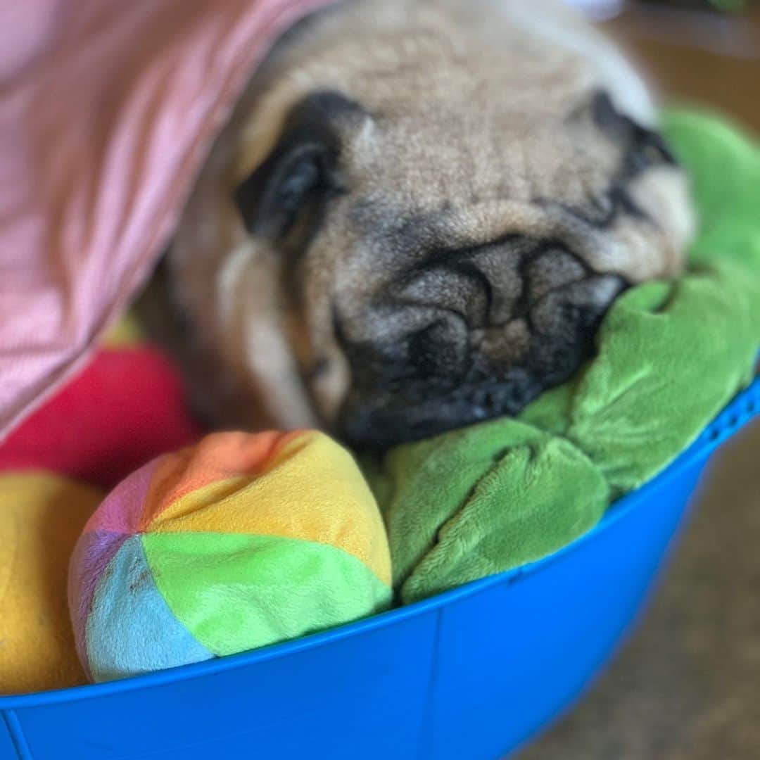 gontaさんのインスタグラム写真 - (gontaInstagram)「I have been examined by a vet.  Cancer is not growing.  Your love will arrive.  Thank you very much.❤️❤️❤️🙏#keelyafternoontea #Gonta2#speakpug #smilingpugs #pugjapan #pug #love #pugsofinstagram #zerozeropug #pugsit #worldofpug」12月14日 13時19分 - gehhah