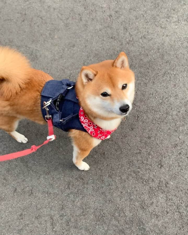 豆柴 サニーちゃんのインスタグラム
