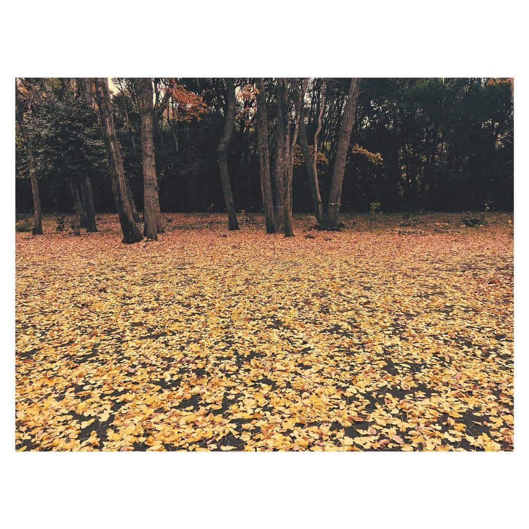 のインスタグラム：「秋、またね。  AIO　#秋 #好きな #季節」