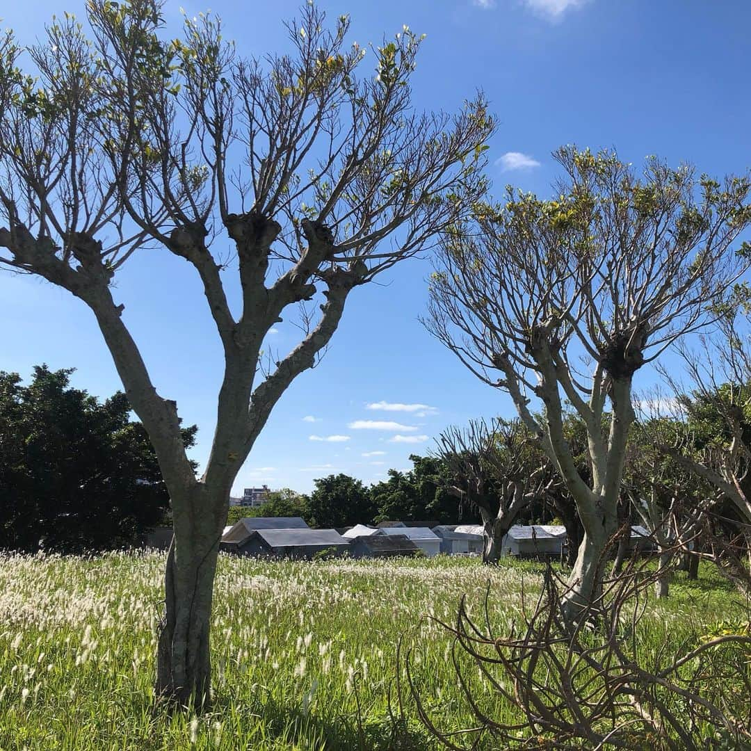 宇佐美進典さんのインスタグラム写真 - (宇佐美進典Instagram)「沖縄の砂辺海岸近くの墓地。海外でも墓地に行くこと多いのだけれど、沖縄の墓地は本土の墓地とは全然違って一つ一つが大きくて墓石というよりは家？って感じ。静謐な時間と空間でした。」12月15日 3時02分 - usapon