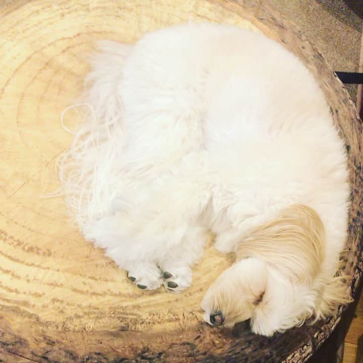 北山陽一のインスタグラム：「爆睡の #きたやまおもち」