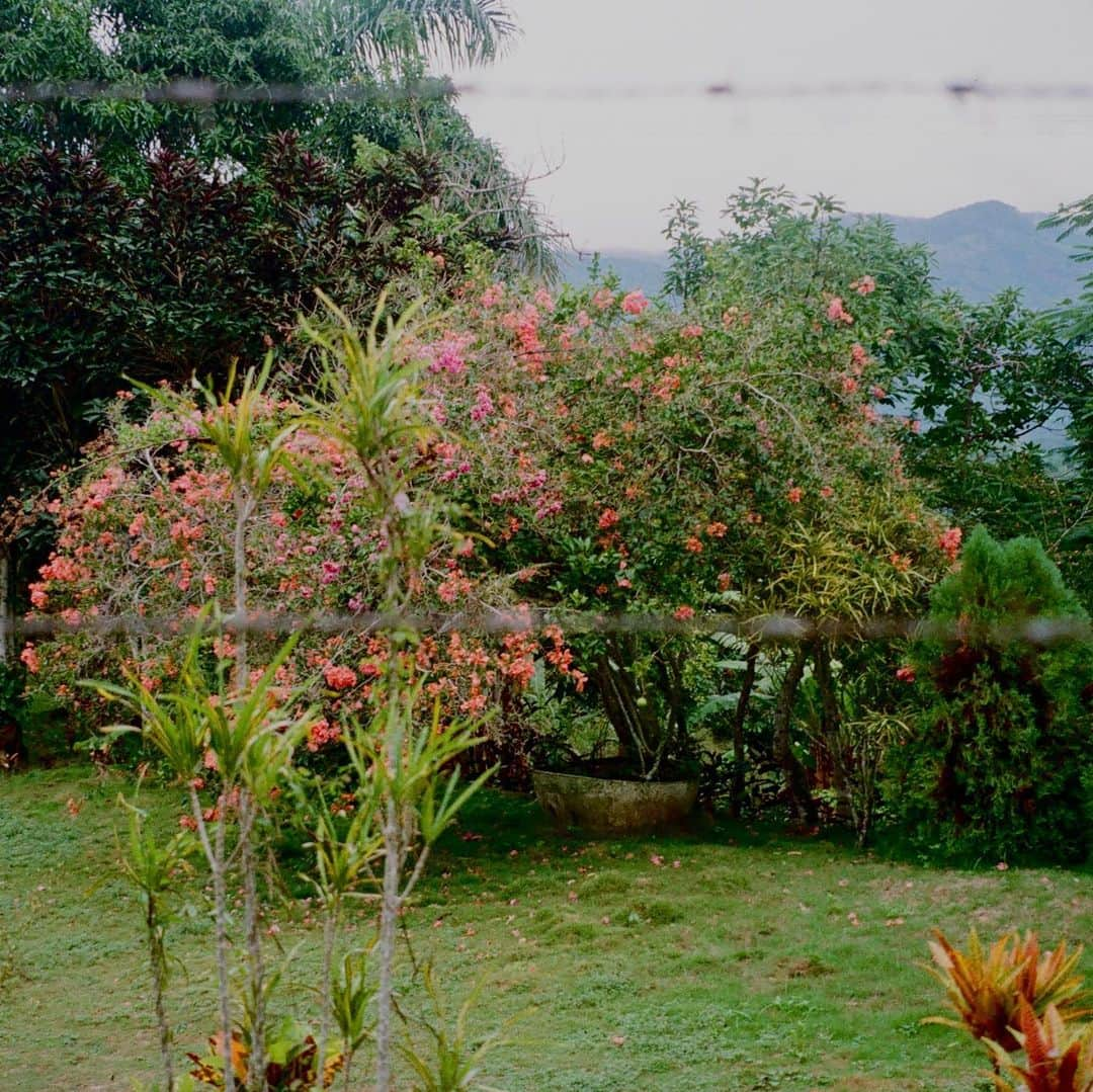 ダイアナ・ヴェラスさんのインスタグラム写真 - (ダイアナ・ヴェラスInstagram)「Mi isla bonita 🤍 missing home today a little bit extra, some film from my last trip 🏝🇩🇴」12月15日 2時39分 - mynamesdiana