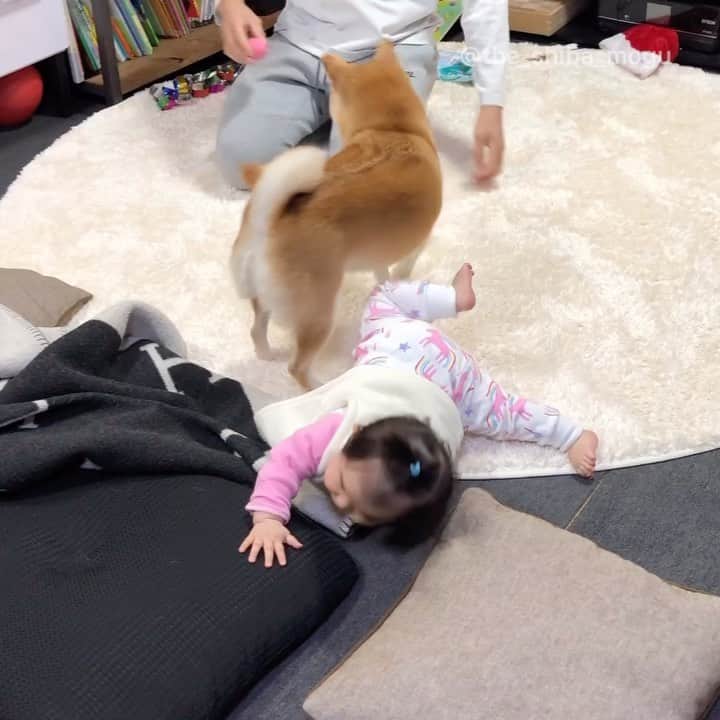Moguのインスタグラム：「. あさんぽ後のクールダウンなの。 #もぐの日課 #人は踏まないようにする . @the_shiba_mogu  #柴犬 #shibainu #shiba#赤柴 #redshiba#犬 #dog#しばいぬ#nannydog#犬と子供#子供と犬#柴犬と子供#柴#赤ちゃんと犬#犬と赤ちゃん#柴犬と赤ちゃん#赤ちゃんと柴犬#柴犬のいる暮らし#子守犬」