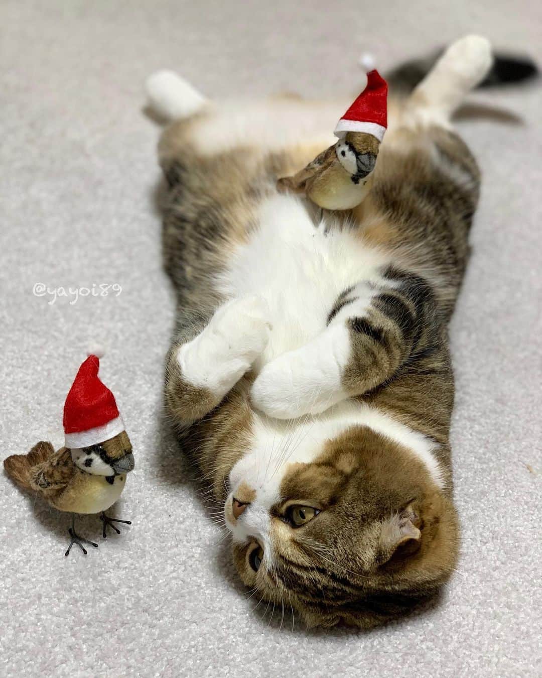 yayoi89さんのインスタグラム写真 - (yayoi89Instagram)「It's time to get ready for Christmas! 📢🐦 . 久しぶりにのんびり漂流してた #うずラッコ でしたが、 スズメさん達にクリスマスの準備しないと後10日だよ！って言われてなんだか急いで帰りました🙉🎅 . #weeklyfluff #catofinstagram #cat #adorable #scottishfold #bestmeow #igersjp #catlover #9gag #meowed #sparrow #instacat #pleasantcats #catoftoday #christmascat」12月14日 19時39分 - yayoi89