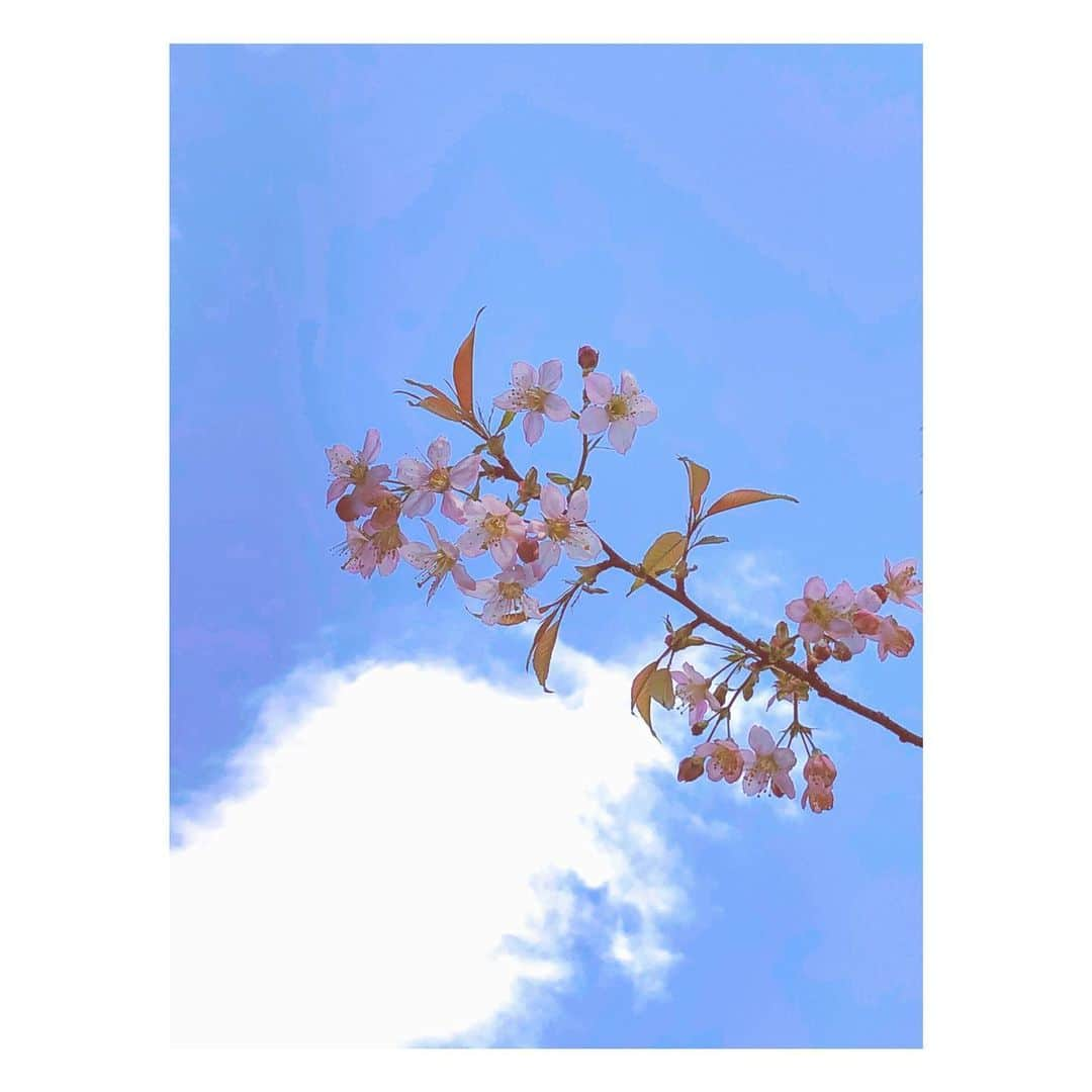 理絵さんのインスタグラム写真 - (理絵Instagram)「先日撮ったヒマラヤ桜🌸  また来年もこの時期に会えるといいな  #wildhimalayancherry #ヒマラヤ桜 #ヒマラヤザクラ #wildhimalayancherryblossom #cherryblossom #sakura #桜 #ciliegio #벚꽃 #flowers #flower #꽃 #花 #fiore #tokyo #japan」12月14日 20時46分 - ____rie____