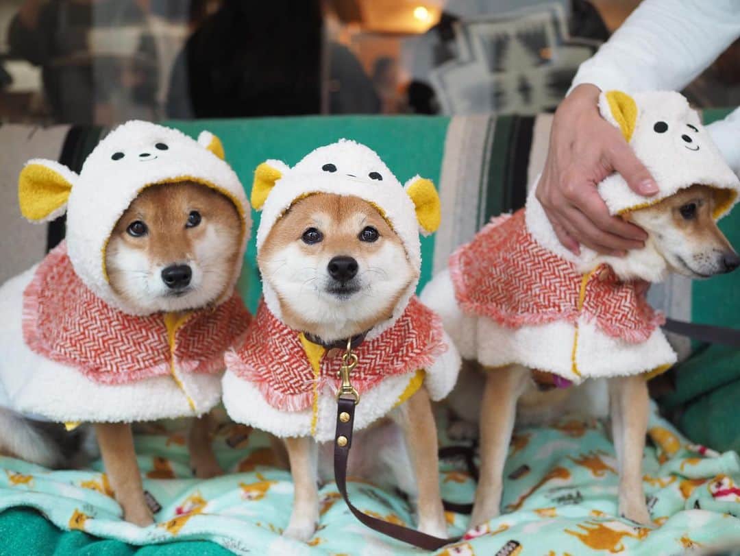 豆柴にこちゃんのグルメインスタ