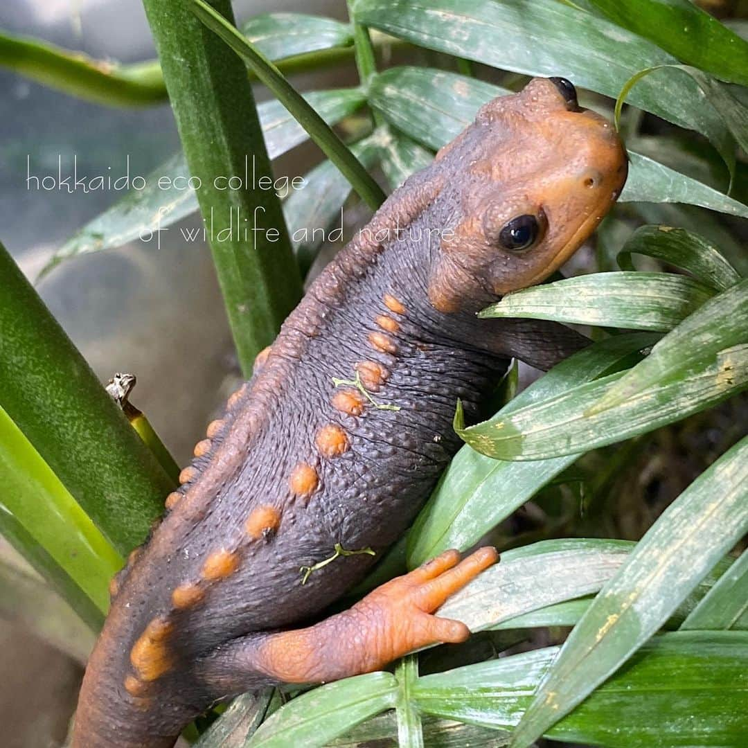 hokkaidoecoさんのインスタグラム写真 - (hokkaidoecoInstagram)「つぶらな瞳👀♡ #北海道エコ #動物 #専門学校 #アメイロイボイモリ #つぶらな瞳が #かわいすぎ #なかなかよく撮れました #ありがとう」12月14日 21時23分 - hokkaidoeco