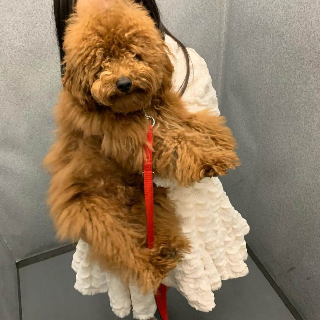 LiLyさんのインスタグラム写真 - (LiLyInstagram)「ヘアスタイルで こんなに印象変わる？ ▶︎「全身髪型シンバくん」  予防接種終了 ▶︎トリミング✂︎✨ サラサラスッキリ✨ ▶︎ボサボサも 愛おしかった なんでも可愛い😍  #シンバラブ #こまりがおワンコ」12月14日 21時40分 - lilylilylilycom