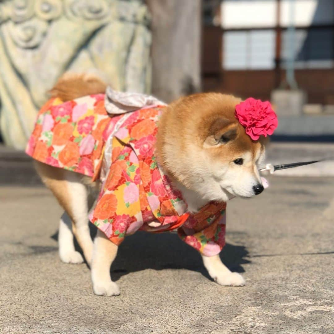 いなりさんのインスタグラム写真 - (いなりInstagram)「だいぶ遅くなってしまったんだけど、七五三参りと車の交通安全祈願に行ってきました。 ✩.*˚ いなちゃんはりきって着物きてきたのに、犬ってバレた… いい迷惑なおさげ帽を忘れたからバレたんだろうな… ✩.*˚ 明日で #いい迷惑なネズミー帽 のエントリーが終わりますよ～!! お持ちのニット帽を並べて個数を書いて、必ず写真にタグ付けして下さいね♡タグ付けしてないと無効になってしまいますよ～!! ✩.*˚ #いなちゃん7歳 #ライくん5歳 #七五三参り #新弟子じゃねーわ #初のプレゼント企画 #いい迷惑なニット帽 #いい迷惑なちょこんとニット帽 #いい迷惑なビキニ  #柴 #しば #しばいぬ #日本犬 #いぬバカ部 #柴犬ライフ #サンデイ #犬 #pecoいぬ部 #shiba #shibainu  #shibadog  #shibarbucks #shibastagram #japanesedog #shibainulife」12月14日 21時51分 - shibainuinari