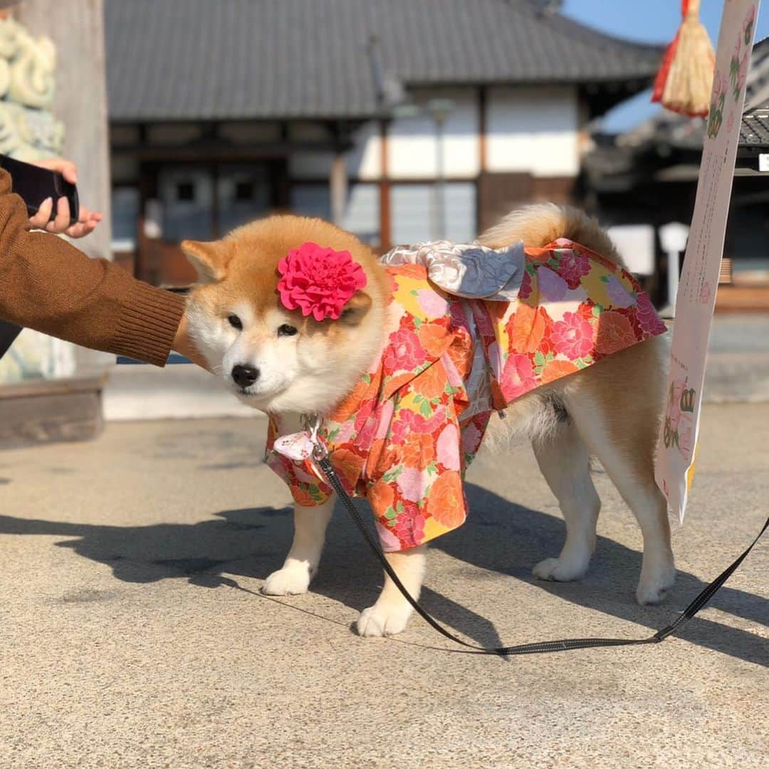 いなりさんのインスタグラム写真 - (いなりInstagram)「だいぶ遅くなってしまったんだけど、七五三参りと車の交通安全祈願に行ってきました。 ✩.*˚ いなちゃんはりきって着物きてきたのに、犬ってバレた… いい迷惑なおさげ帽を忘れたからバレたんだろうな… ✩.*˚ 明日で #いい迷惑なネズミー帽 のエントリーが終わりますよ～!! お持ちのニット帽を並べて個数を書いて、必ず写真にタグ付けして下さいね♡タグ付けしてないと無効になってしまいますよ～!! ✩.*˚ #いなちゃん7歳 #ライくん5歳 #七五三参り #新弟子じゃねーわ #初のプレゼント企画 #いい迷惑なニット帽 #いい迷惑なちょこんとニット帽 #いい迷惑なビキニ  #柴 #しば #しばいぬ #日本犬 #いぬバカ部 #柴犬ライフ #サンデイ #犬 #pecoいぬ部 #shiba #shibainu  #shibadog  #shibarbucks #shibastagram #japanesedog #shibainulife」12月14日 21時51分 - shibainuinari