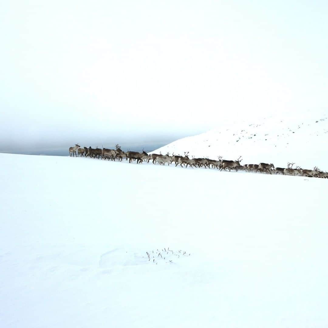 National Geographic Travelさんのインスタグラム写真 - (National Geographic TravelInstagram)「Photo by @hellokrisdavidson | Reindeer travel the farthest of any terrestrial mammal, with the most extensive migrations occurring in the spring and fall. The Sami people, who have inhabited the northern regions of Fenno-Scandinavia and Russia for at least 2,500 years, are the reindeer keepers. This image was made during a spring migration in the Laponian area, a UNESCO World Heritage site in Sweden, as a herd left winter grounds to go to calving grounds in the mountains. It was a surreal adventure through a wintery dreamscape, and it's easy to understand how the Sami language has over a hundred different words to describe snow. The evening before, as we moved through a clearing, a strange snow fog descended and everything was white in every direction, with no separation of land and sky. If not for the Sami, who can sense their way through white nothingness, it would have been terrifying. #Reindeer #Laponia #Sweden #Sami」12月14日 22時07分 - natgeotravel