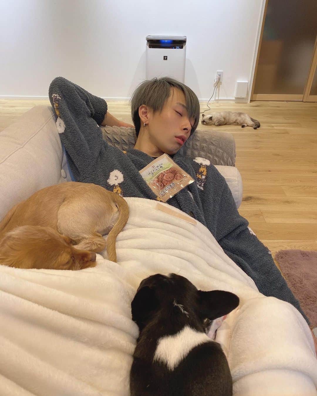 Ｍ君のインスタグラム：「全員寝てる　🐸🐱🐶🐶 #蛙猫犬犬　#梅」