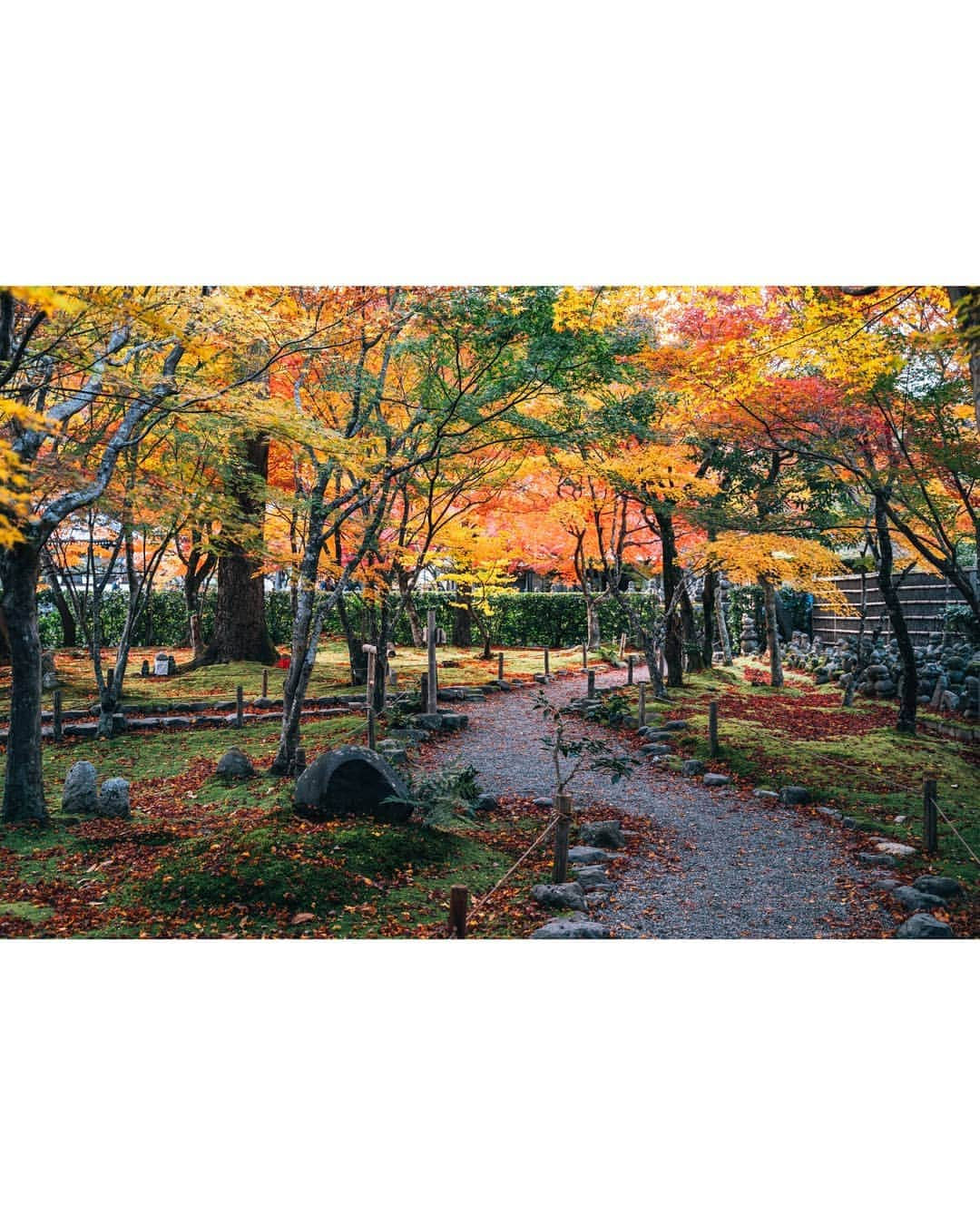 京都いいとこフォトさんのインスタグラム写真 - (京都いいとこフォトInstagram)「. 化野念仏寺 たくさんの石仏や石塔が並ぶ境内を 秋の紅葉が優しく覆っているようでした。 . . .  Date : 2019.11.26 Location : #化野念仏寺 #Adashinonenbutsuji Photo : @hino0117 .」12月14日 22時13分 - kyoto_iitoko