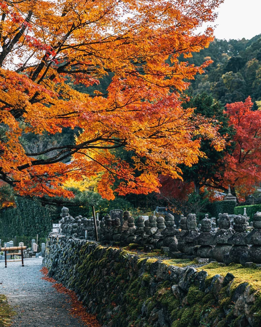 京都いいとこフォトさんのインスタグラム写真 - (京都いいとこフォトInstagram)「. 化野念仏寺 たくさんの石仏や石塔が並ぶ境内を 秋の紅葉が優しく覆っているようでした。 . . .  Date : 2019.11.26 Location : #化野念仏寺 #Adashinonenbutsuji Photo : @hino0117 .」12月14日 22時13分 - kyoto_iitoko