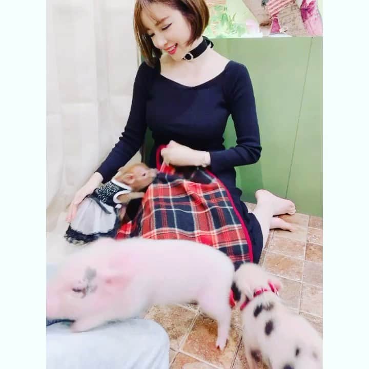 のインスタグラム：「わいわい🐷💖 - 毎週来てる子豚カフェ✨✨ - #animal #animalcafe #mipigcafe #harajuku #movie #tokyo #kawaii」