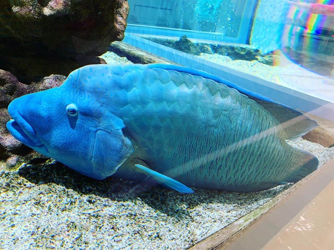 njun tamahkiのインスタグラム：「同じくニフレルにて　海の生き物のブルーは素晴らしい！ #nifrel #osaka #japan #fish #blue」