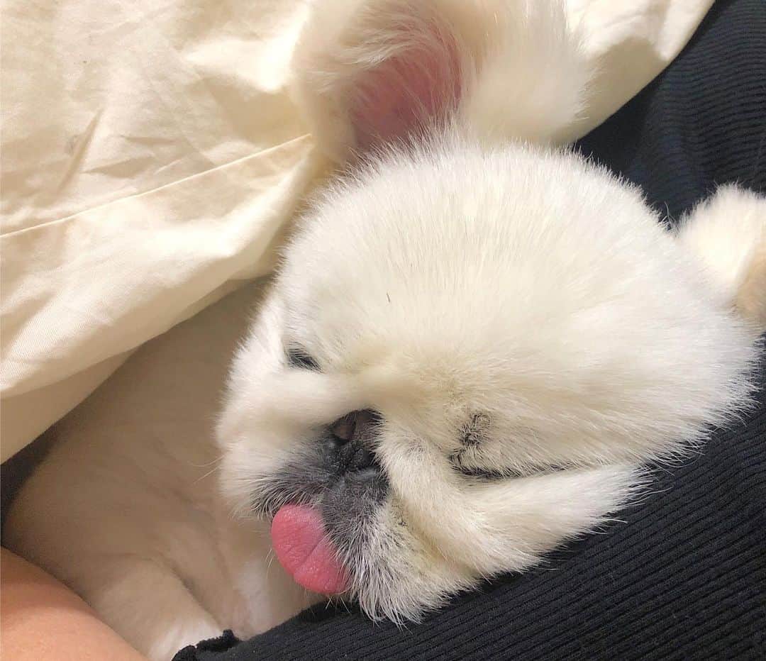 こなつのインスタグラム：「腕まくらにーず꒰˘̩̩̩⌣˘̩̩̩๑꒱ ♡･:*」
