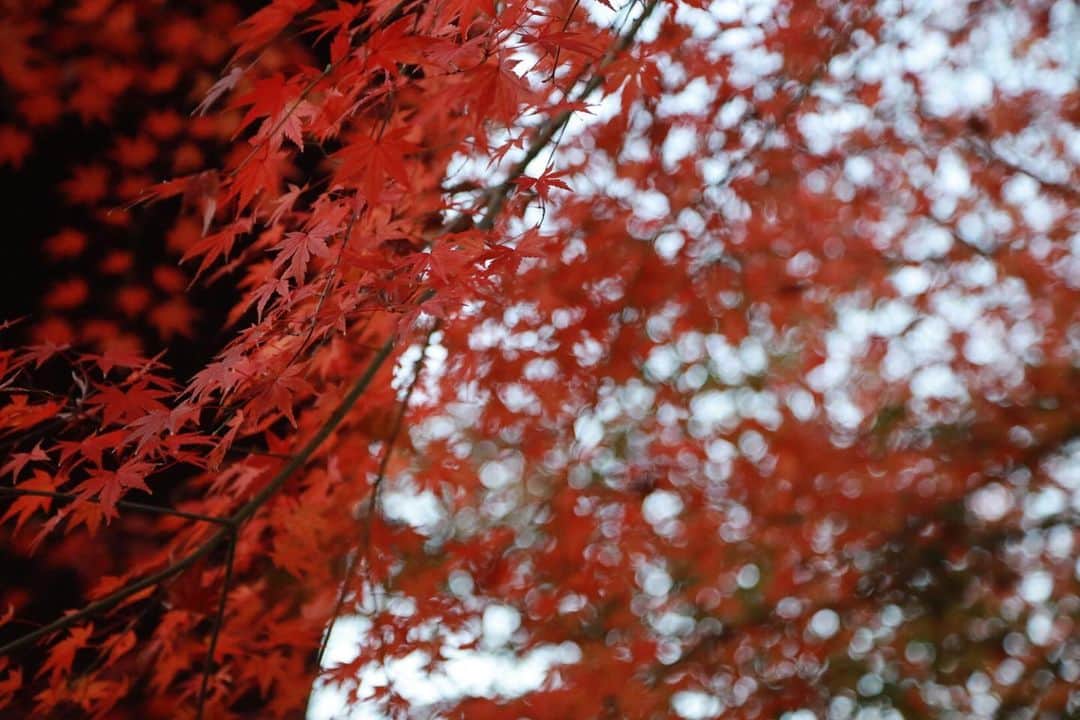 井手大介のインスタグラム：「モミジですね。#紅葉」