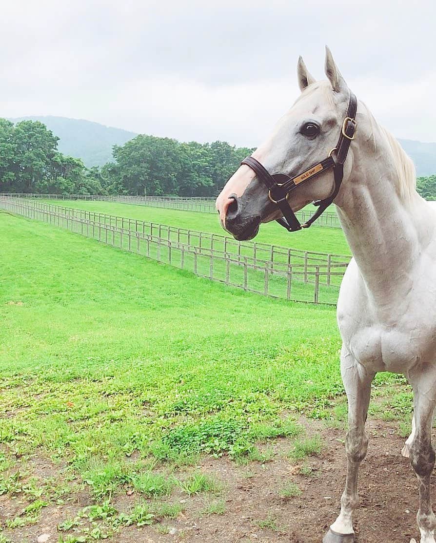森田真理華さんのインスタグラム写真 森田真理華instagram 突然のゴールドシップ お馬さんてさあ かわいいがすぎるよね きゅん ゴールドシップ Goldship 芦毛 馬 競馬 12月14日 23時22分 Marika Morita