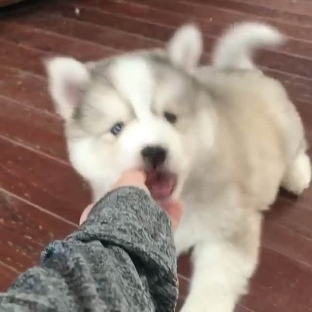 husky and malamuteのインスタグラム：「Oh...hi，little boy.🥳 follow @alaskandaily （Twitter：alaskandaily）for more cute pic and video.😜 ……………………………………………………………… From @preciouspomskies ……………………………………………………………… #alaskan#malamute#alaskanmalamute#alaskanhusky#malamutesofinstagram#puppylife#puppylove#puppydog#puppylover#dogdays#malamutepuppy#huskies#huskeypuppy#huskeiesreq#siberian#huskeiesofig#dogslife#dogsofnyc#cutedog#cutedogs#huskeypics#huskeylovers#huskygram#huskeylove#huskiesofinstagram#dogsofnyc#husky#狗」