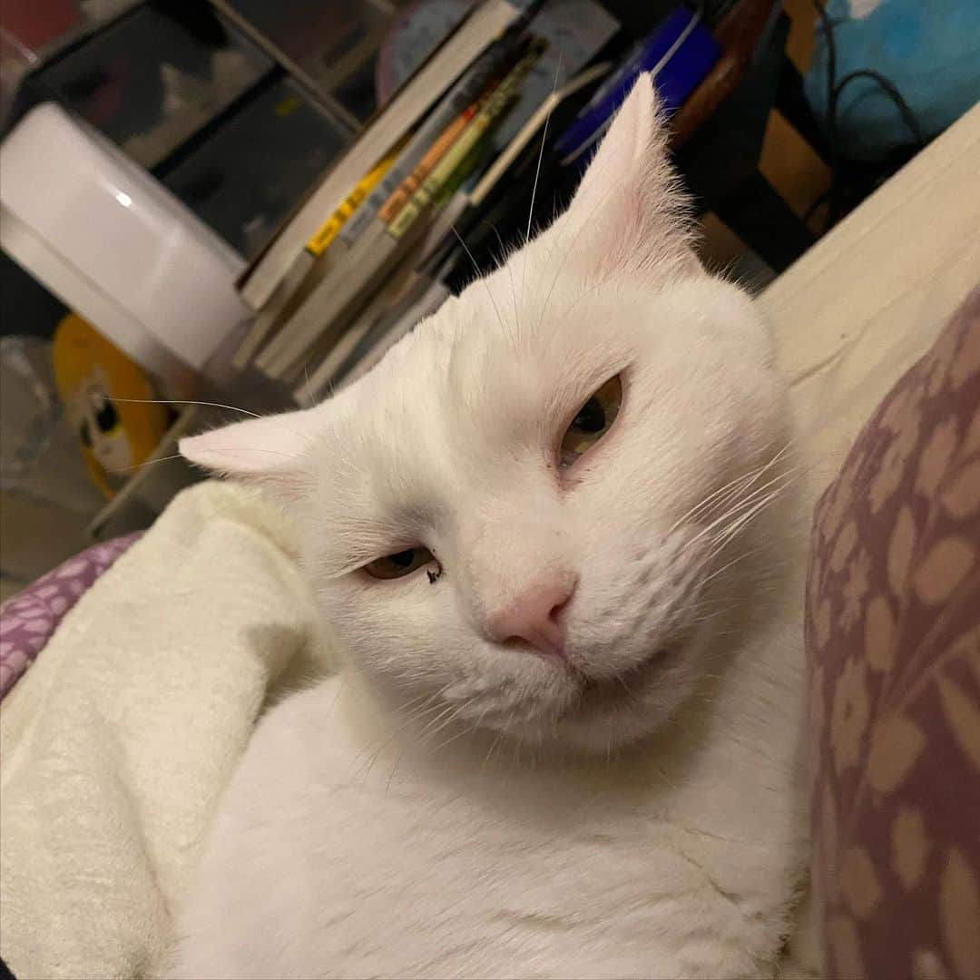 のインスタグラム：「隣でうとうとする猫  #kurohakuchai #cat #猫 #白猫 #whitecat」
