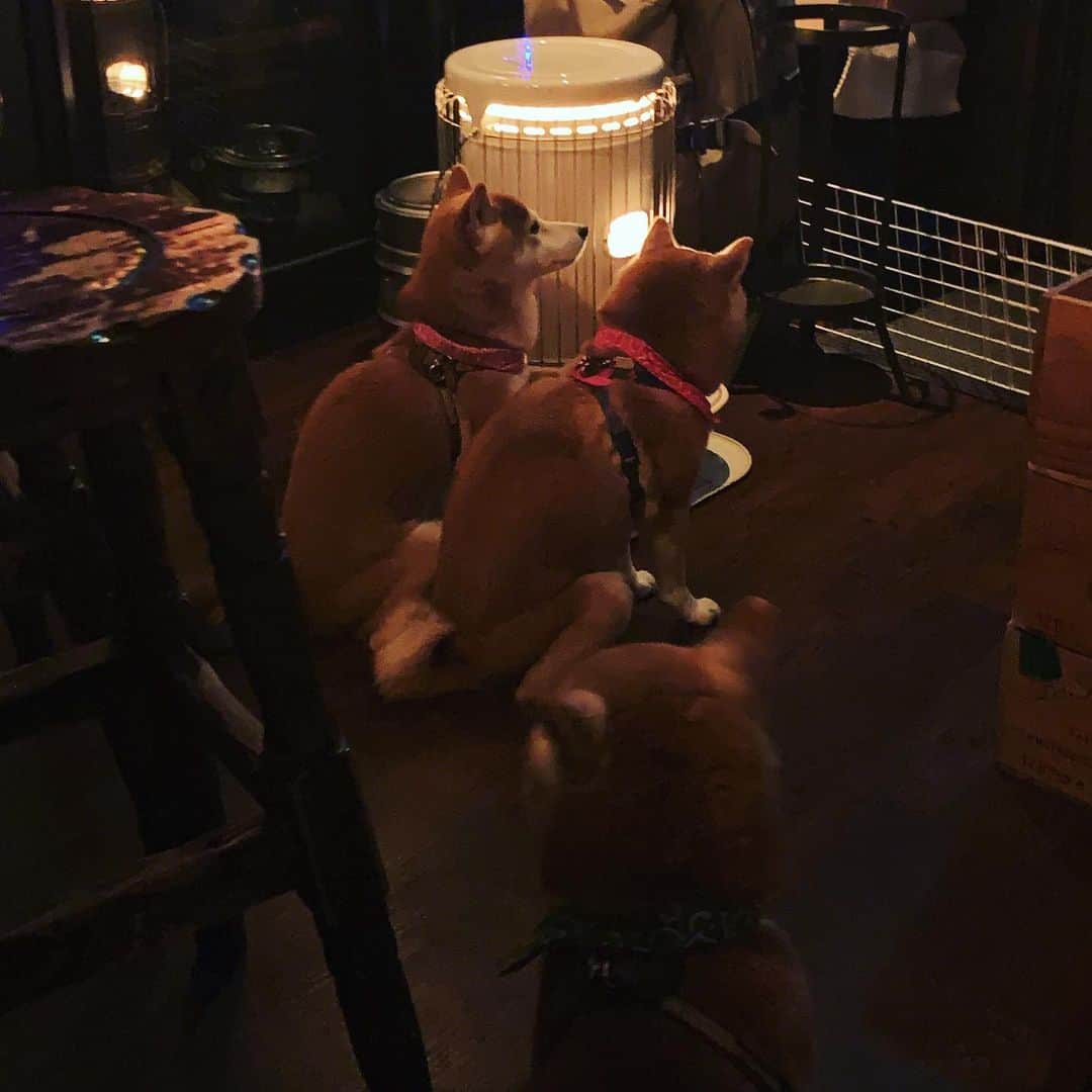 松尾貴史さんのインスタグラム写真 - (松尾貴史Instagram)「行きつけのバーでは、ストーブで暖を取る犬たちが和ませてくれます。」12月15日 12時17分 - kitsch.matsuo