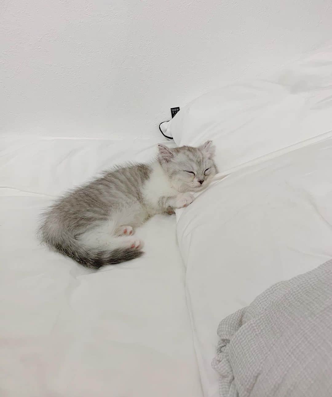 のインスタグラム：「ㅤㅤㅤㅤㅤㅤㅤㅤㅤㅤㅤㅤㅤ 昨日のピケさん投稿に たくさんコメントありがとうございます🐾 ㅤㅤㅤㅤㅤㅤㅤㅤㅤㅤㅤㅤㅤ 写真の並び順とか、色味とか気にせずに かわいいピケをたくさん載せたいので ぴけぐらむ作りました ⇨ @pique__1018  ㅤㅤㅤㅤㅤㅤㅤㅤㅤㅤㅤㅤㅤ 写真はおうちに来たばかりの すやすやピケさんです😴 ㅤㅤㅤㅤㅤㅤㅤㅤㅤㅤㅤㅤㅤ #ピケさん #ミヌエット」