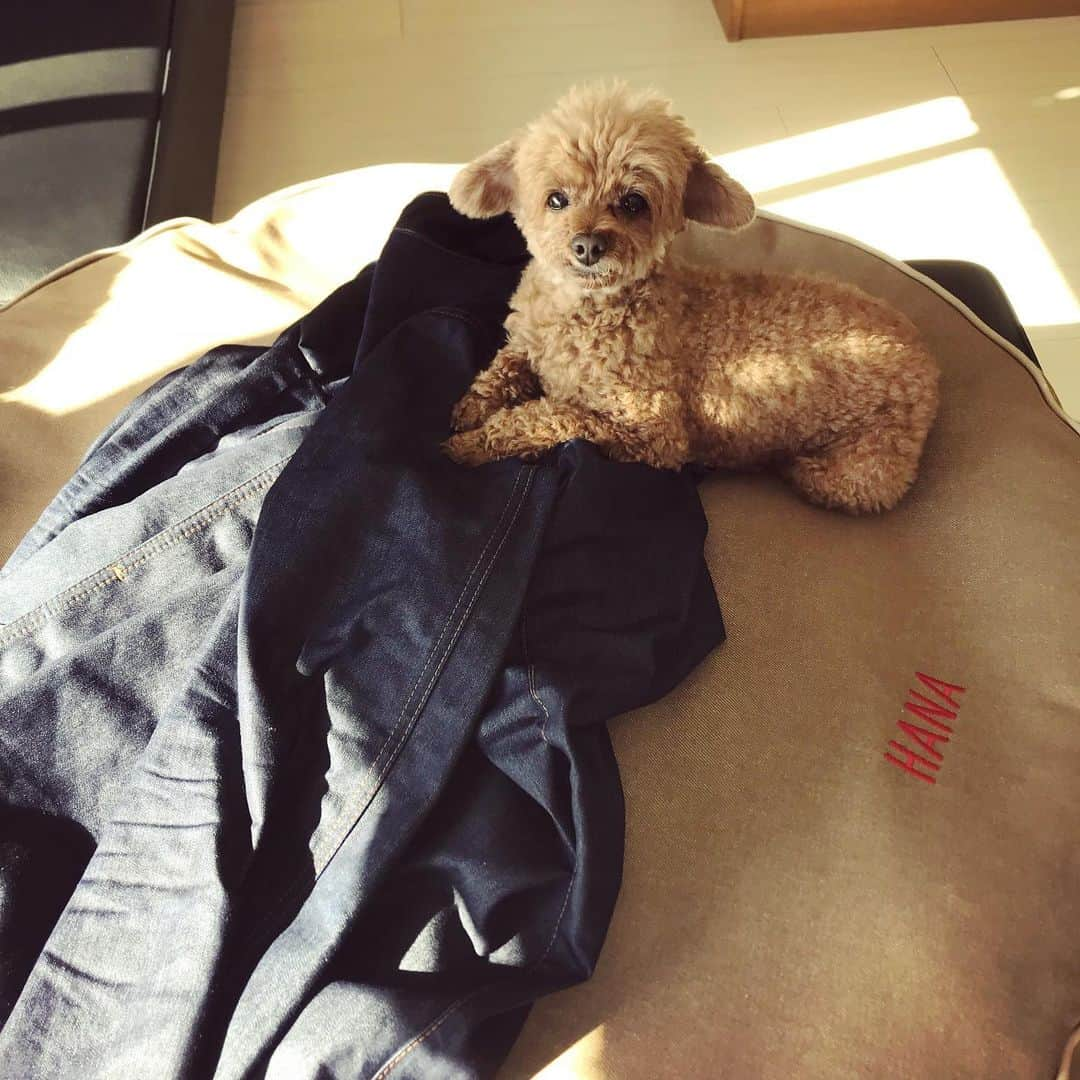 棚橋弘至さんのインスタグラム写真 - (棚橋弘至Instagram)「ハナガード。上着💦 #toypoodle」12月15日 12時20分 - hiroshi_tanahashi