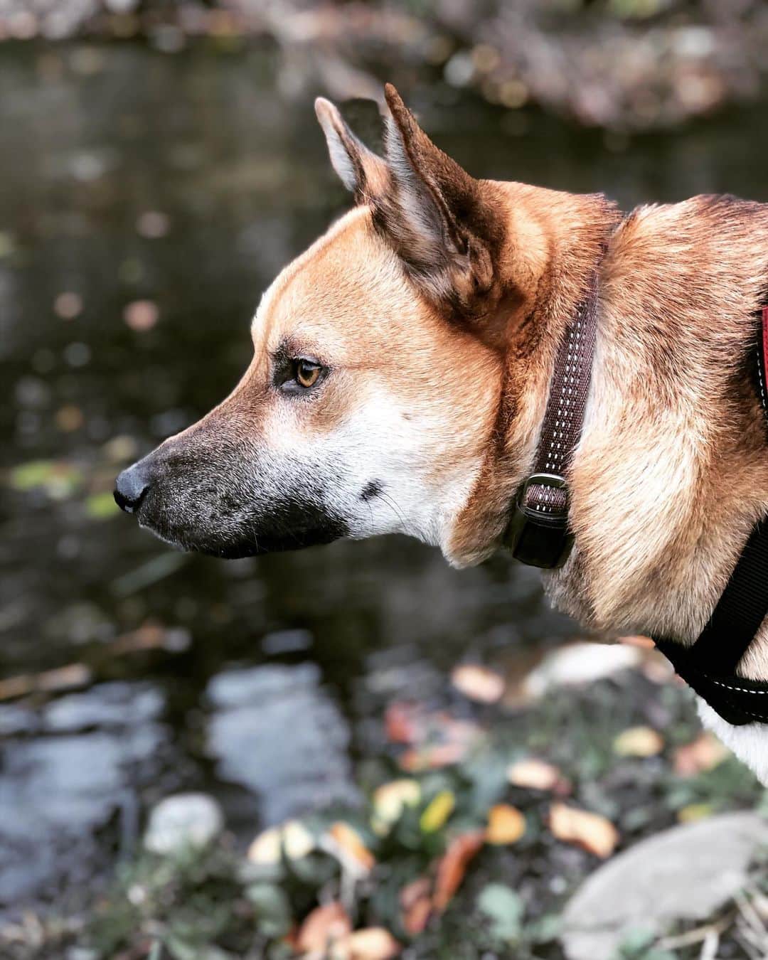 佐々木海さんのインスタグラム写真 - (佐々木海Instagram)「すっかり落ち着いて枝で遊んでくれなくなりました😢 寂しくもあり、成長に嬉しくもあります。 河原でいつものもぐもぐタイム🍖 名前を呼んで目があったらあげてます。 #犬 #イヌ #イヌスタグラム #いぬすたぐらむ #犬バカ部 #いぬばか部 #ふわもこ部 #いぬら部 #犬のいる暮らし #保護犬 #元野犬 #雑種 #雑種犬 #ビビり犬 #里親 #保護犬を家族に #保護犬を飼おう #殺処分ゼロ #dog #dogs #dogstagram #doglove #doglover #doglovers #doglife #dogslife #rescuedog #rescueddog」12月15日 11時43分 - umi_carnelian