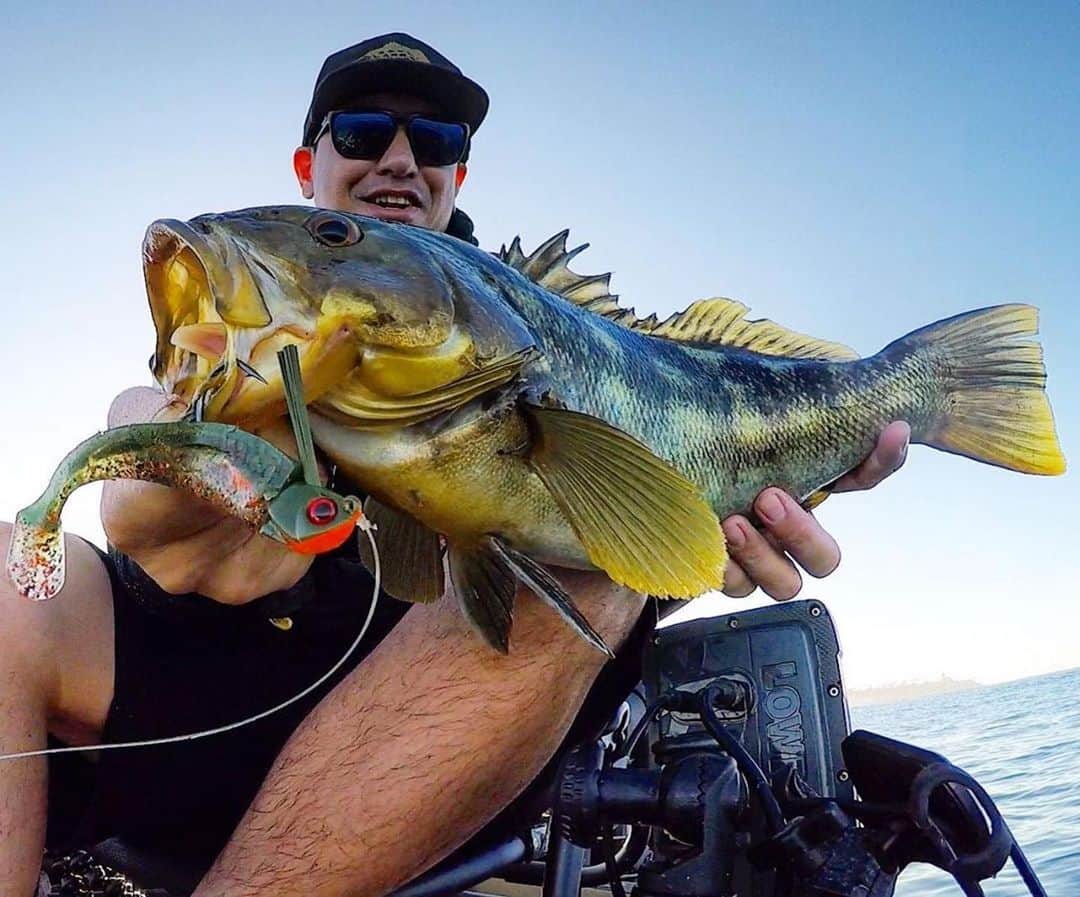 Electric_Fishingさんのインスタグラム写真 - (Electric_FishingInstagram)「Southern California checkers with @warbaits .⁣ ⁣ #ElectricSunglasses⁣ #PolarizedSunglasses ⁣ #StyleThatPerforms⁣ #ElectricFishing」12月15日 11時53分 - electric_fishing