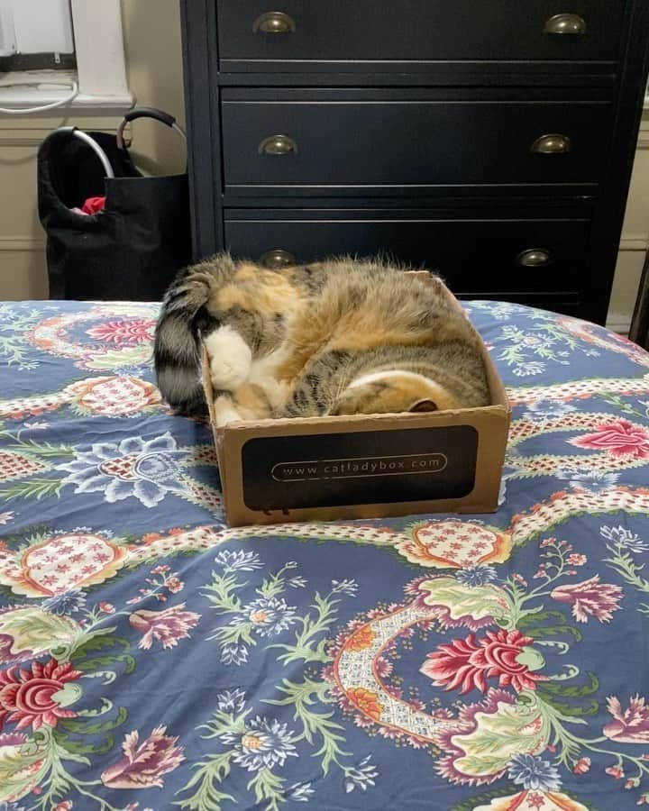Tinaのインスタグラム：「Status Quo #Caturday  #ifitfitsisits」