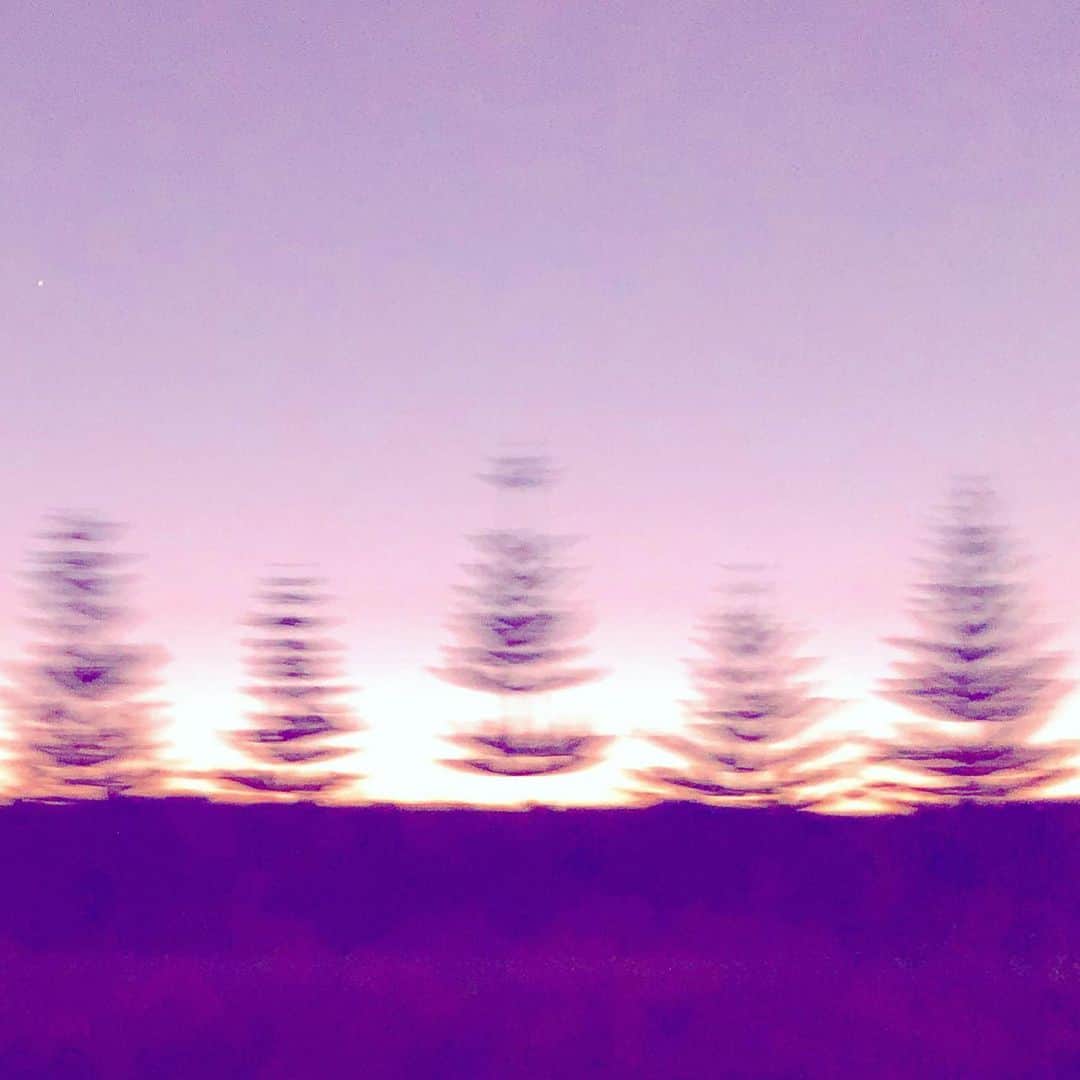 山崎美弥子さんのインスタグラム写真 - (山崎美弥子Instagram)「Lavender Holiday ラヴェンダー色のホリデー。」12月15日 3時49分 - miyakoyamazaki