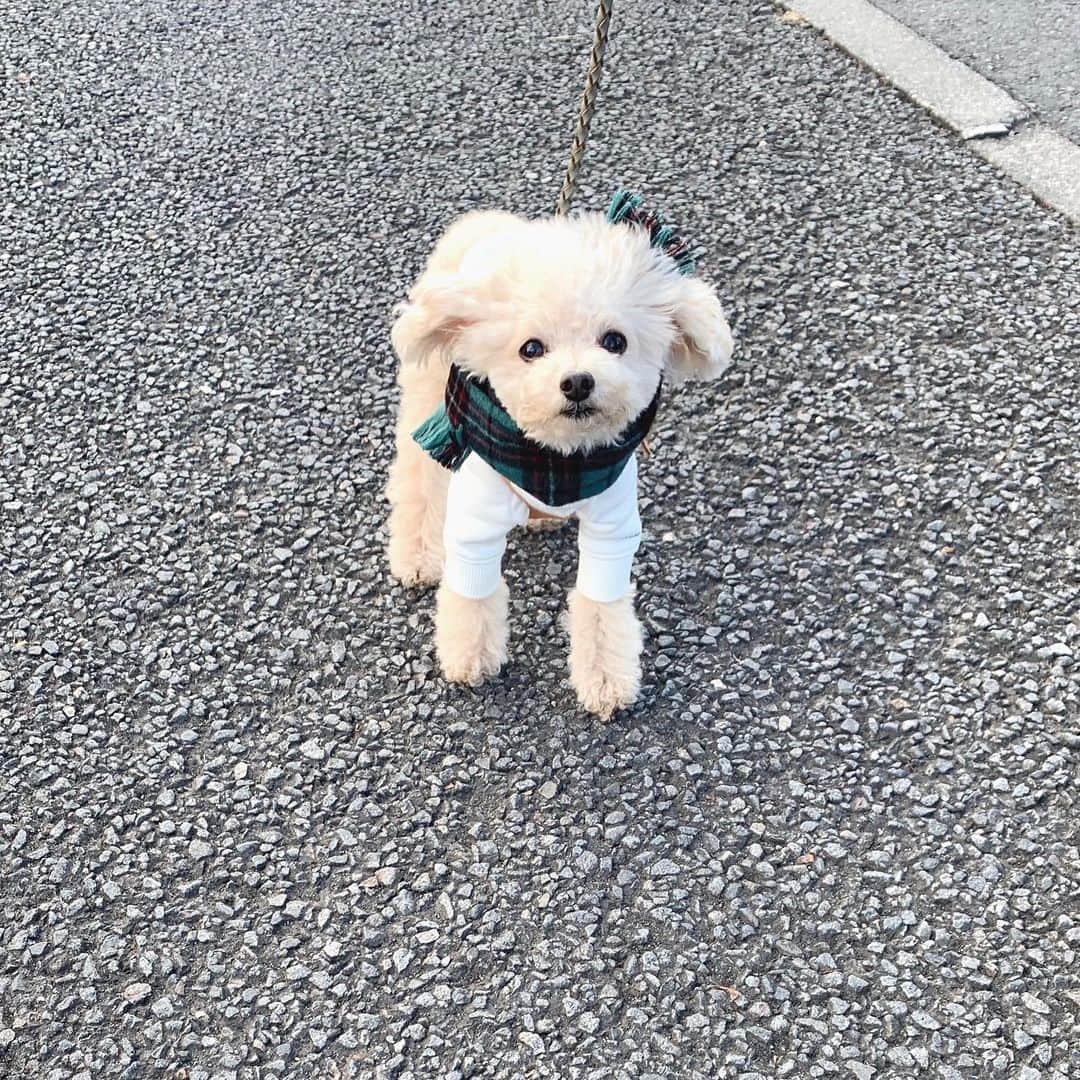 mizuのインスタグラム：「今日は久々のロング散歩。 もう歩きたくないよぅ。って訴えてます•ᴥ•」