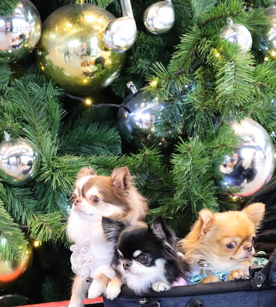 kayoのインスタグラム：「* * おーい こっち向いてー🙋‍♀️ * * 視線バラバラ😅 * * Lychee🎄Melon🎄kulio * * #クリスマスツリー #chihuahua#chihuahualove#dogstgram#dog#instadog#チワワ#チワワ大好き * *」