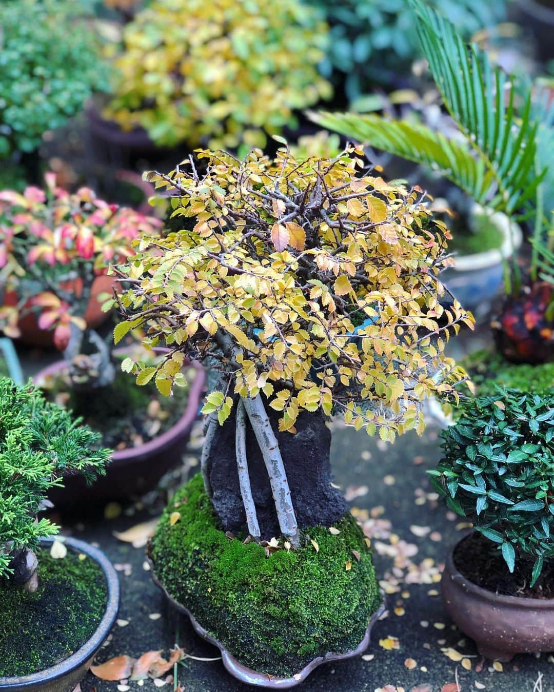 金成公信のインスタグラム：「この子は黄色く。これはこれで♪ #ニレケヤキ #盆栽 #bonsai #bonsaijapan #japanesebonsai #wabisabi #bonsailovers #bonsailife #bonsaitree #bonsaiart #bonsaigram #bonsaiworld #plants #tree #greenlife #greenlifestyle #苔 #moss」