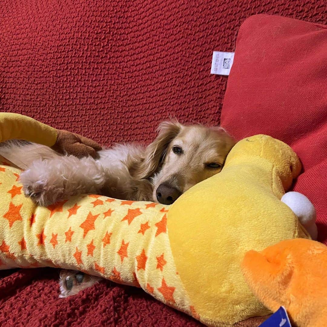 ハッチ＆ニコのインスタグラム：「キリンさん🦒抱き枕  #カメラ嫌い同好会 #pecoいぬ部 #犬の生活が第一 #癒しわんこ #dachshund #犬バカ部 #短足部 #ふわもこ部 #tokyocameraclub #東京カメラ部」