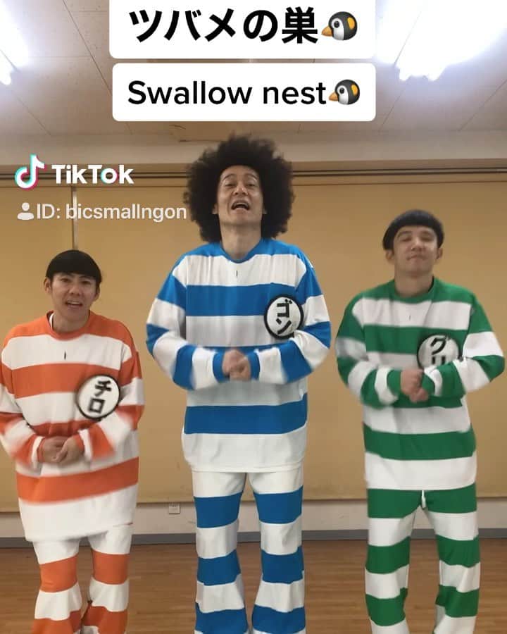ゴンのインスタグラム：「ツバメの巣🐧、Swallow nest🐧、Nid d'hirondelle🐧、Ласточкино гнездо🐧、Nido di rondine🐧、عش السنونو🐧、घोंसला निगल🐧、@TikTok Japan #tiktokjapan」