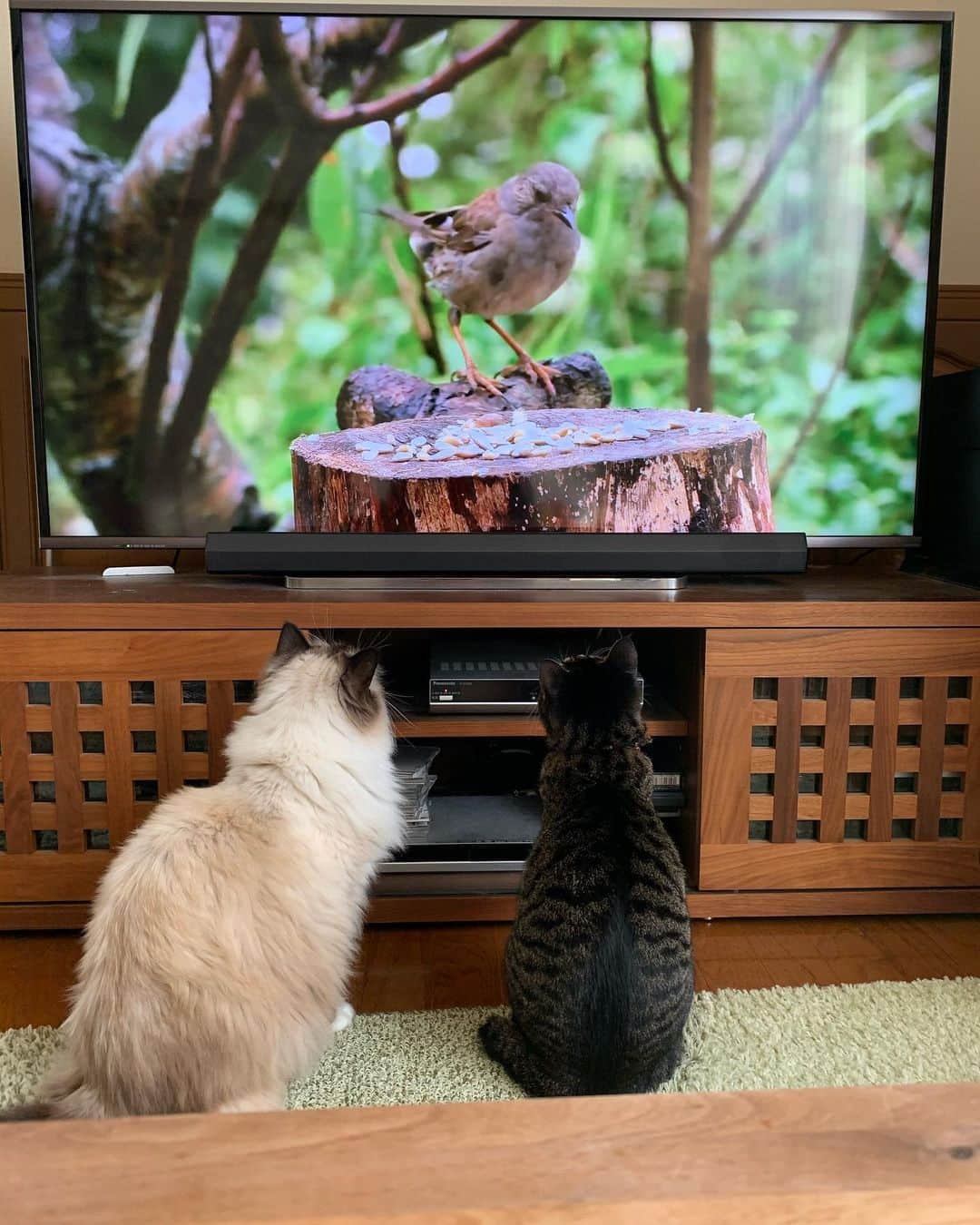 takegaeruのインスタグラム：「猫様用動画に夢中😽 #cat #猫 #ragdoll #ラグドール #ホワイトポッチーズ #よもねこ #よもぎねこ #キジトラ #きじとら」