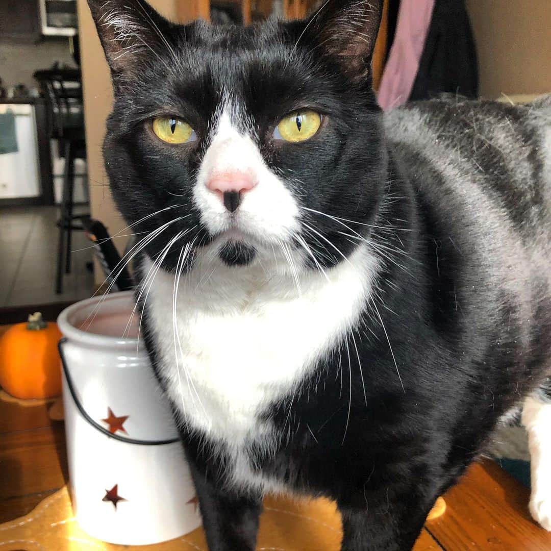 Tuxedo Cat Brosのインスタグラム：「What’s your favorite thing about Ben? a.) His chin dot b.) His one eyebrow whisker c.) His nose freckle d.) His permanent look of disdain e.) His popcorn toes (not pictured) f.) All of the above」