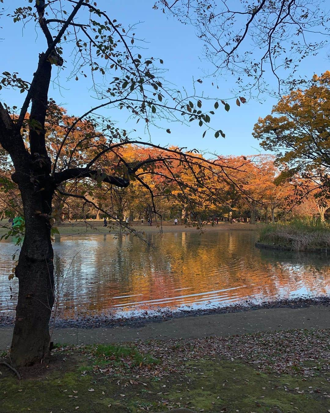 オ・ジェソクさんのインスタグラム写真 - (オ・ジェソクInstagram)「Yoyogi Park& fuglen Coffee  Tokyo, 2019/11/15 @jinyonn」12月15日 9時52分 - jaesuk_oh