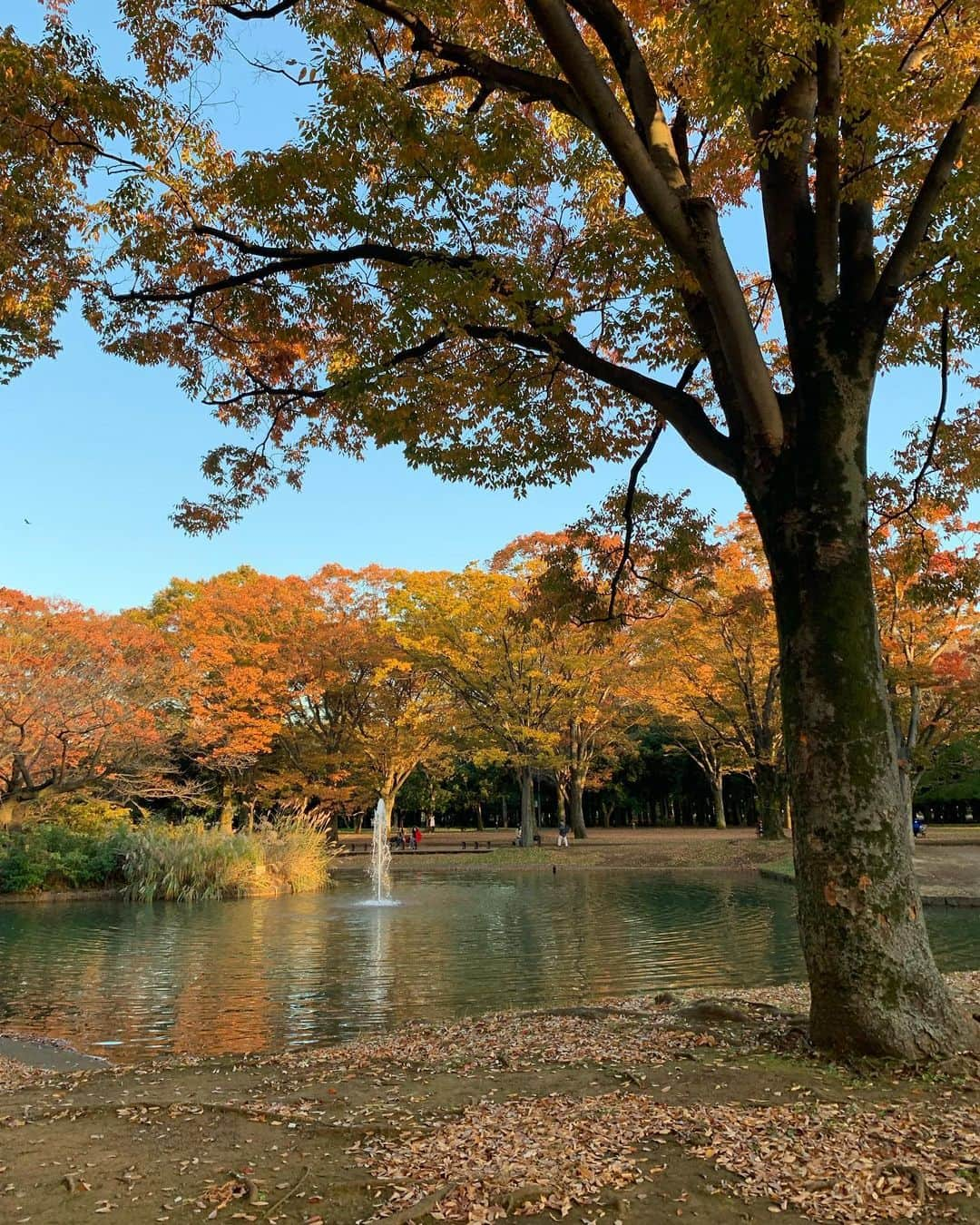 オ・ジェソクさんのインスタグラム写真 - (オ・ジェソクInstagram)「Yoyogi Park& fuglen Coffee  Tokyo, 2019/11/15 @jinyonn」12月15日 9時52分 - jaesuk_oh