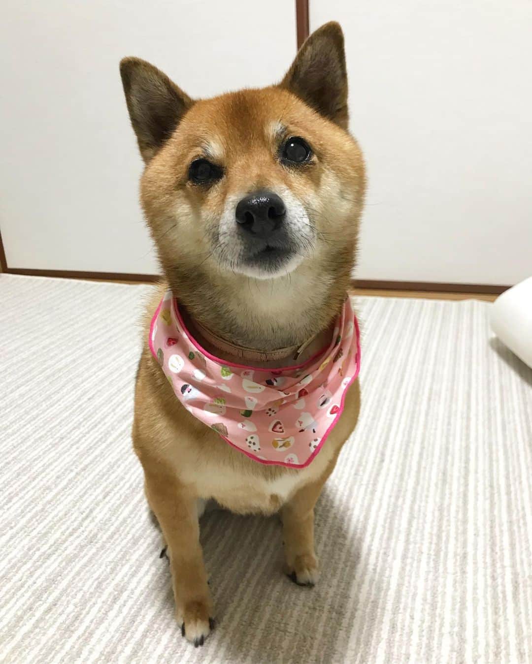 柴犬はなこ Shibainu Hanakoさんのインスタグラム写真 - (柴犬はなこ Shibainu HanakoInstagram)「年末の外注シャンポーをお願いしたら、可愛い和柄のバンダナをつけてくれました❤️今回はピンクだ〜💕と思ったら、お腹の毛がない😳😳😳びっくりしたー！！よく見たら全体的にカットしてもらってたみたいでボーボー感がなくなってる✨しかし今時期おなかが冷えそうで…おしっこが付かないように、なんだろうか😅 #shiba #dog #shibainu #犬 #柴犬  #外注シャンポー #年末感」12月15日 21時42分 - kiki_beee