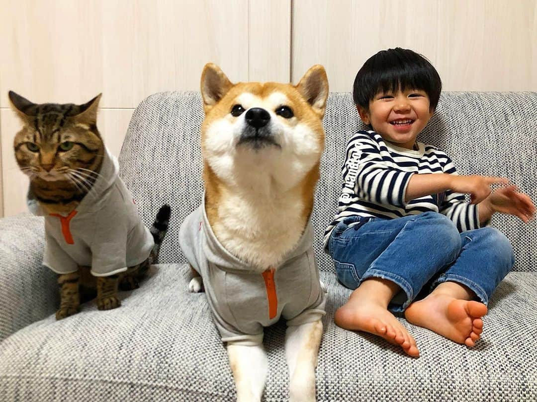 ゆうとろ（柴犬ゆうと猫のとろ）さんのインスタグラム写真 - (ゆうとろ（柴犬ゆうと猫のとろ）Instagram)「. #ゆうとろ三男坊、2歳6か月になりました。 #毎月恒例の記念撮影 #ゆうとろ3兄弟シリーズ . #ゆうとろママの育児のひとり言 . 先月中旬から通い出した保育園。早退、病欠ばかりでしたが先週から休まず通えるようになりました。 保育園、頑張ってくれてます。 オムツを卒業するにはまだかかりそうです。でも、トイレに連れてくとほぼ排泄できるようになって自分からトイレ！と教えてくれることも増えました。 最近、食事が終わると『ママ、いつもご飯作ってくれてありがとう』って照れながら言ってくれます。 保育園で教わったかな？と思ったらそうではなかったようです。 なんて偉いんだー！私は高校あたりでやっとこの台詞を母親に言えたかな？って感じで、しかも毎日感謝を伝えるなんてしたことない。 出先で美味しそうな珈琲が売ってると、『ママの大好きな珈琲あるよ。買わなくていい？大丈夫？』と気遣ってくれます😂 肩こりが辛くて肩をさすってると、『ママ大丈夫だよ。僕のトミカあげる。元気になるよ。僕が揉んであげるから痛いのなくなるよ』って肩揉みしてくれます。 優しい😭 2歳児の優しさに癒される毎日です☺️ . Ta-ta has become 1 year and 6 months old. Yu🐶Toro🐱Ta-ta👶」12月15日 20時21分 - yuandtoro