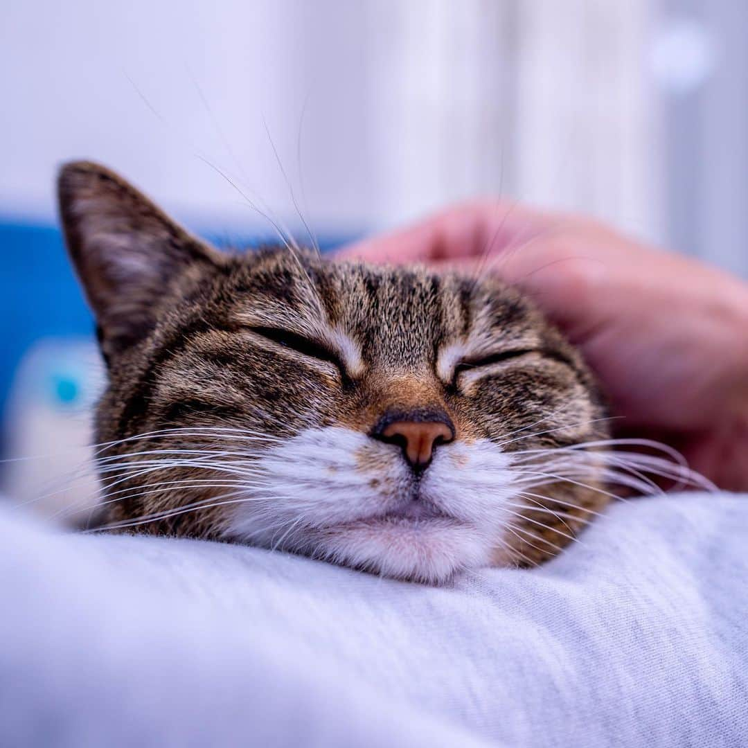 Sakiさんのインスタグラム写真 - (SakiInstagram)「* Cute moment of the day!!! So couple of days ago, Ruby was using my hubby's arm to sleep. Ah😍 This is one of the happiest moment of my life💕 Btw, the first one is taken by my hubby using his phone. The others are me taking with the the @sonyalpha . . 幸せだなぁ。 数日前、夫の腕を枕がわりにして寝るルーにメロメロになりました😝 いや、この瞬間たまらーん！ #元野良猫部 #元野良もカワイイ説普及隊 *」12月15日 20時36分 - rubyeve12