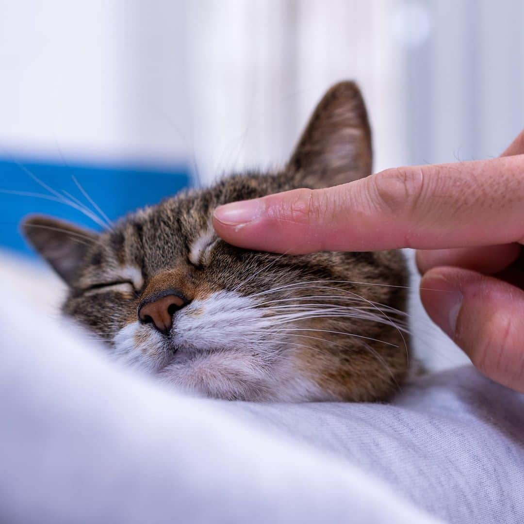 Sakiさんのインスタグラム写真 - (SakiInstagram)「* Cute moment of the day!!! So couple of days ago, Ruby was using my hubby's arm to sleep. Ah😍 This is one of the happiest moment of my life💕 Btw, the first one is taken by my hubby using his phone. The others are me taking with the the @sonyalpha . . 幸せだなぁ。 数日前、夫の腕を枕がわりにして寝るルーにメロメロになりました😝 いや、この瞬間たまらーん！ #元野良猫部 #元野良もカワイイ説普及隊 *」12月15日 20時36分 - rubyeve12