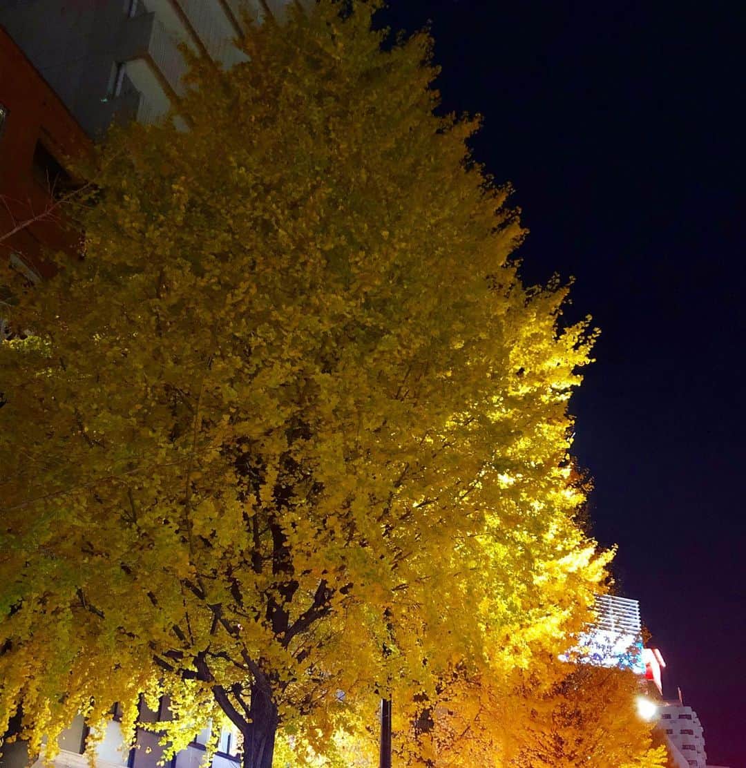 木下ココさんのインスタグラム写真 - (木下ココInstagram)「綺麗に色づいたイチョウ。デコレーションしたら大きな黄色のツリーになりそう🎄🌟🌟 ・ ・ #形はツリーにぴったり🎄 #季節外れ？ #今は12月のイチョウが当たり前 #紅葉🍁 #後1週間くらいは街に色が残りそう」12月15日 20時42分 - cocot_chan
