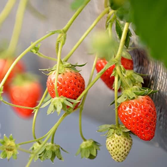 くらしく 福井 で暮らす女性のための情報サイトのグルメインスタ