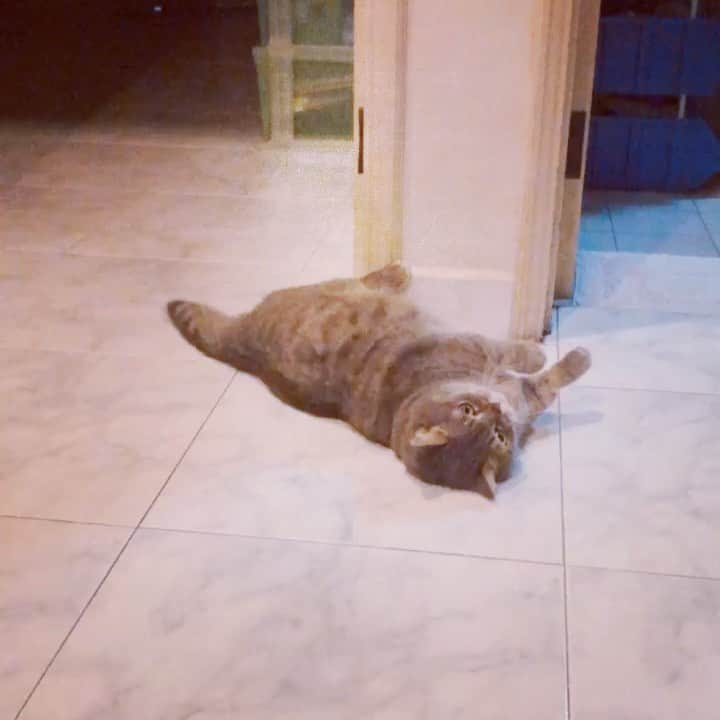Pancakeのインスタグラム：「Usually I film Pancake when he’s not so active so this exception must be shared LOL 😂 #cats #catlovers #catsconnect #catstagram #catsoninstagram #sgcats #pets #petlovers #pancake #petstagram #instacats #thedailykitten  #instagramcats #munchkincats #neko #ねこ #マンチカン」